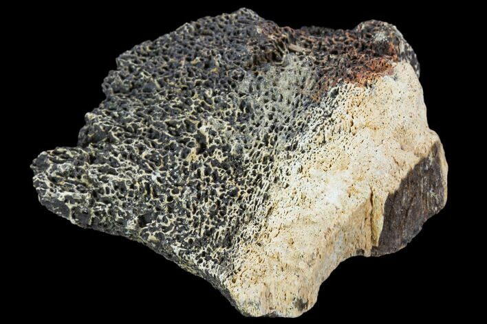 Triceratops Bone Fragment - Montana #104203